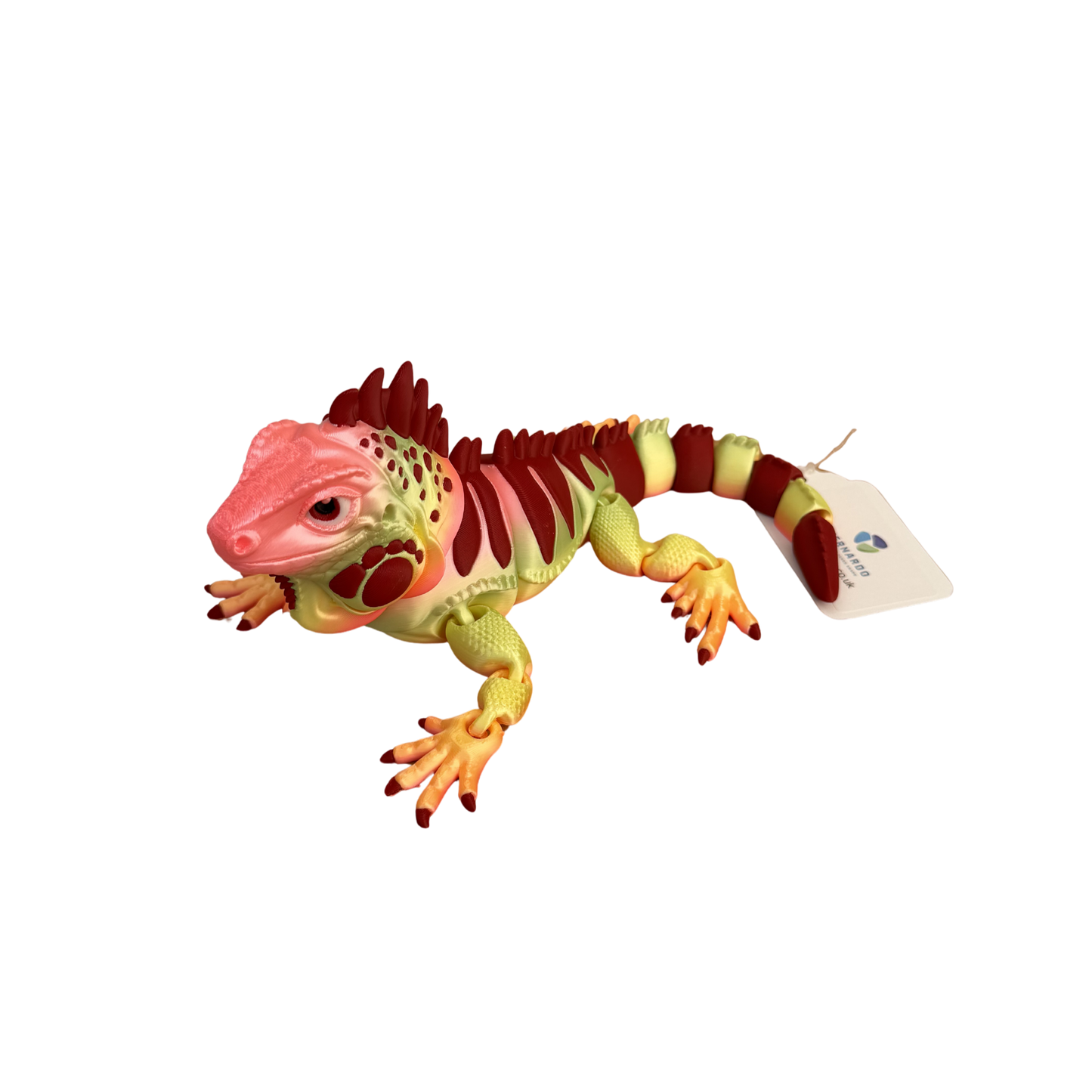 The Colourful Iguana Family