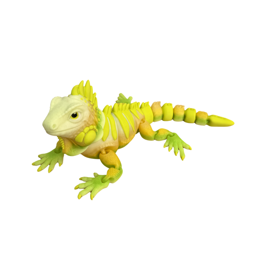 The Colourful Iguana Family